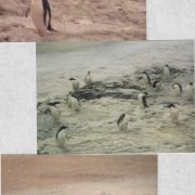 1994 Penguins in McMurdo